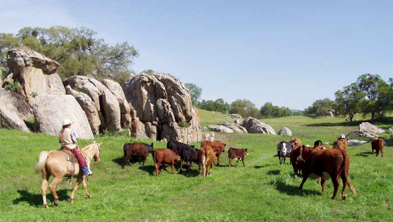 typical spring day at the ranch